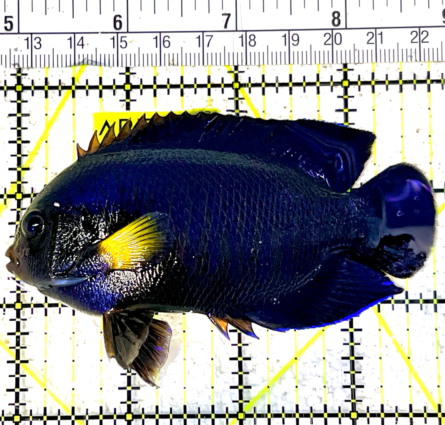 Yellowfin Angelfish (Maldives Special Grade) YA032101 WYSIWYG Size: XL 3.75" approx
