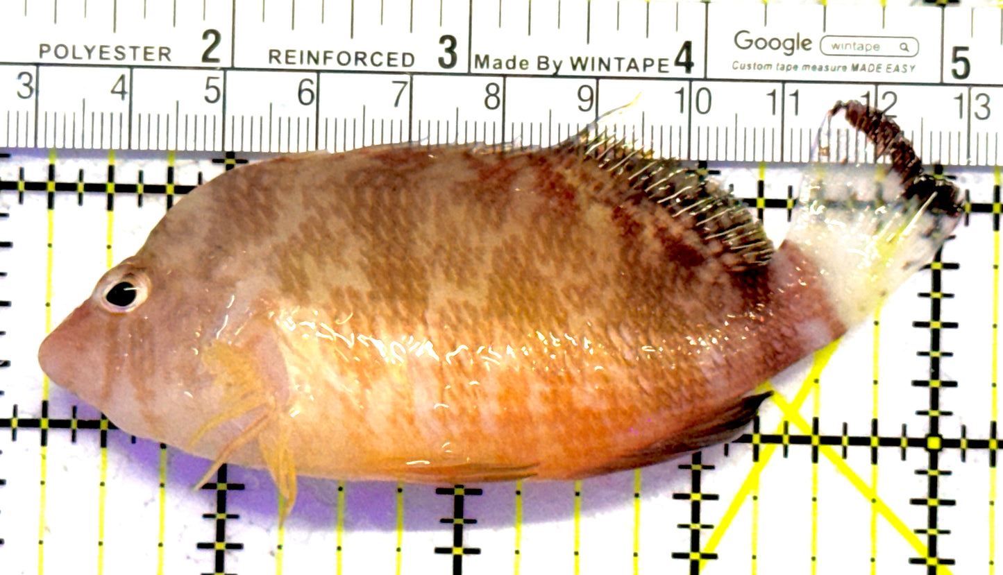 Rare Oman Hawkfish Special Grade Red Sea ROHSGRS122601 WYSIWYG Size: XL 4" approx