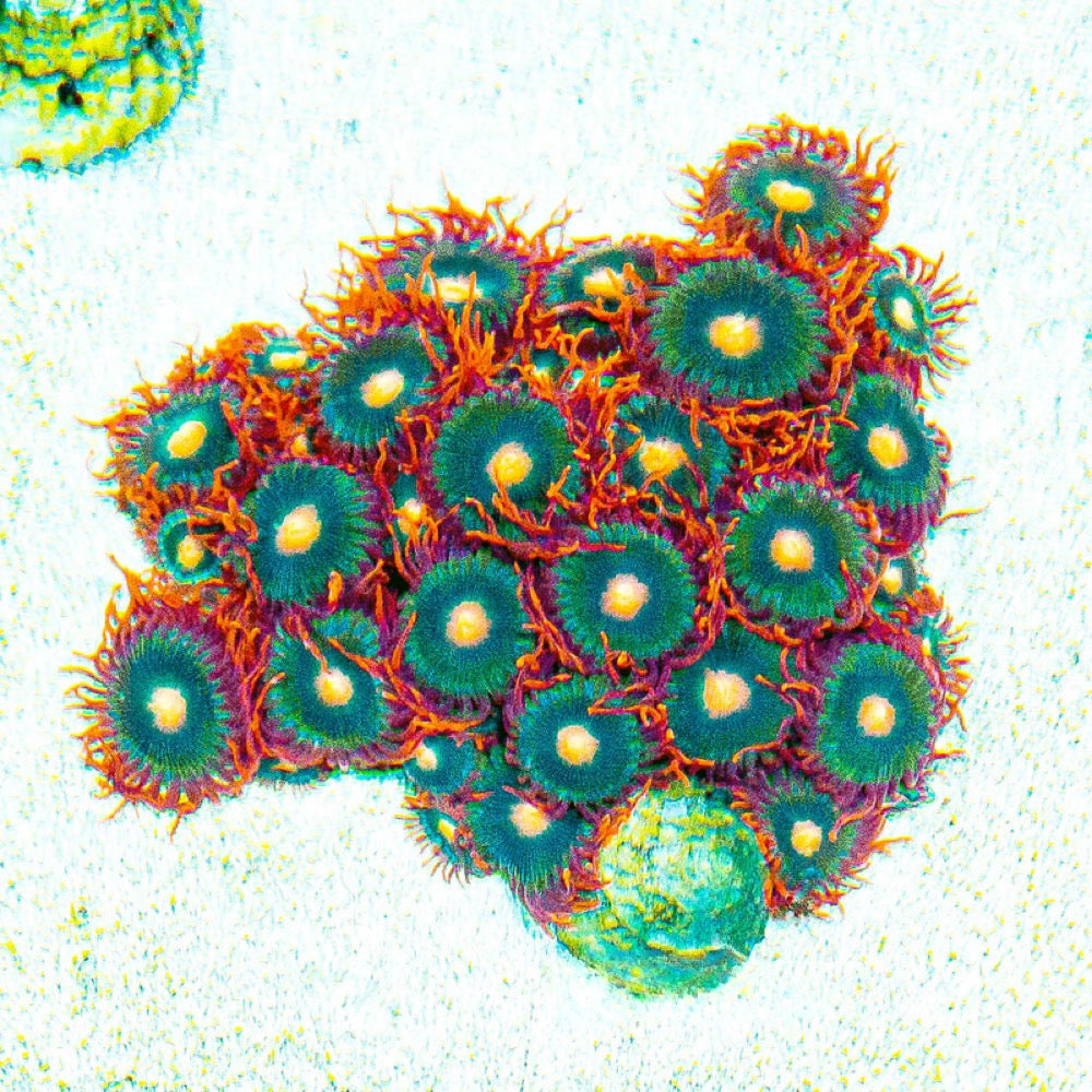 Captain Falcon Zoanthid Frag Size: M 0.5" to 0.75" Approx Frag