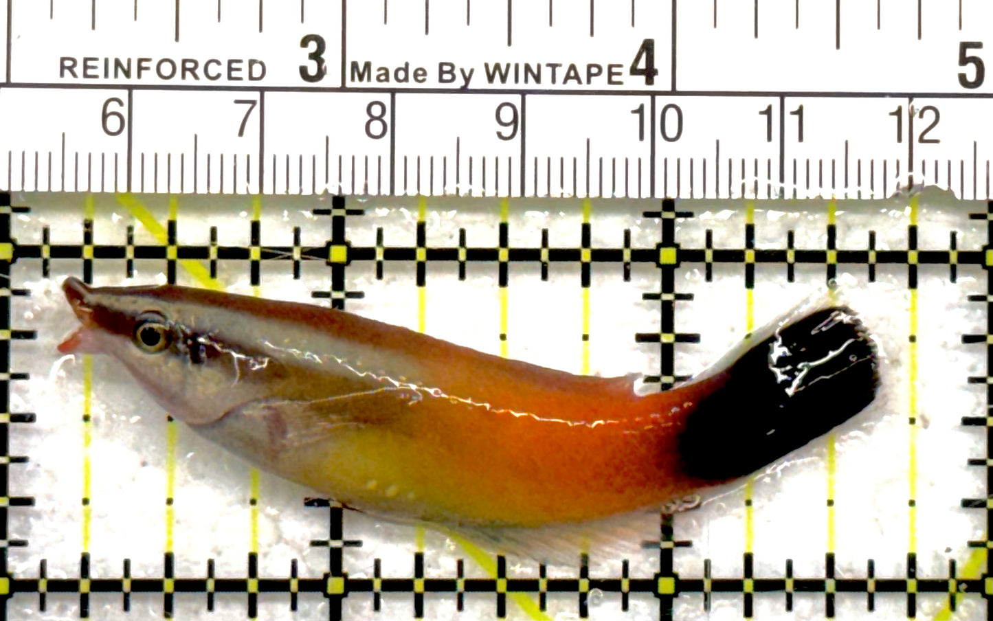 Rare Christmas Island Redlip Cleaner Wrasse RCIRCW040501 WYSIWYG Size: 2.75" approx