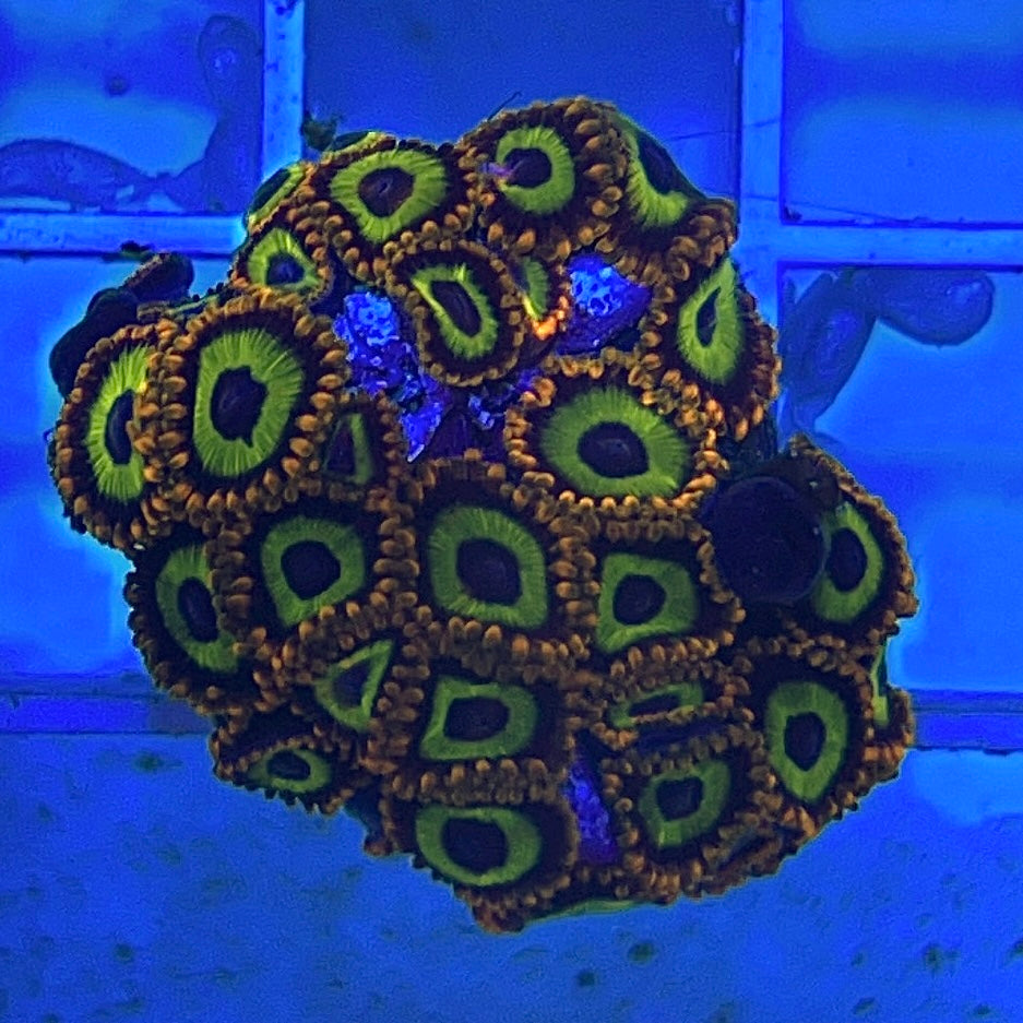 Fruit Loops Zoanthid (Aquacultured)