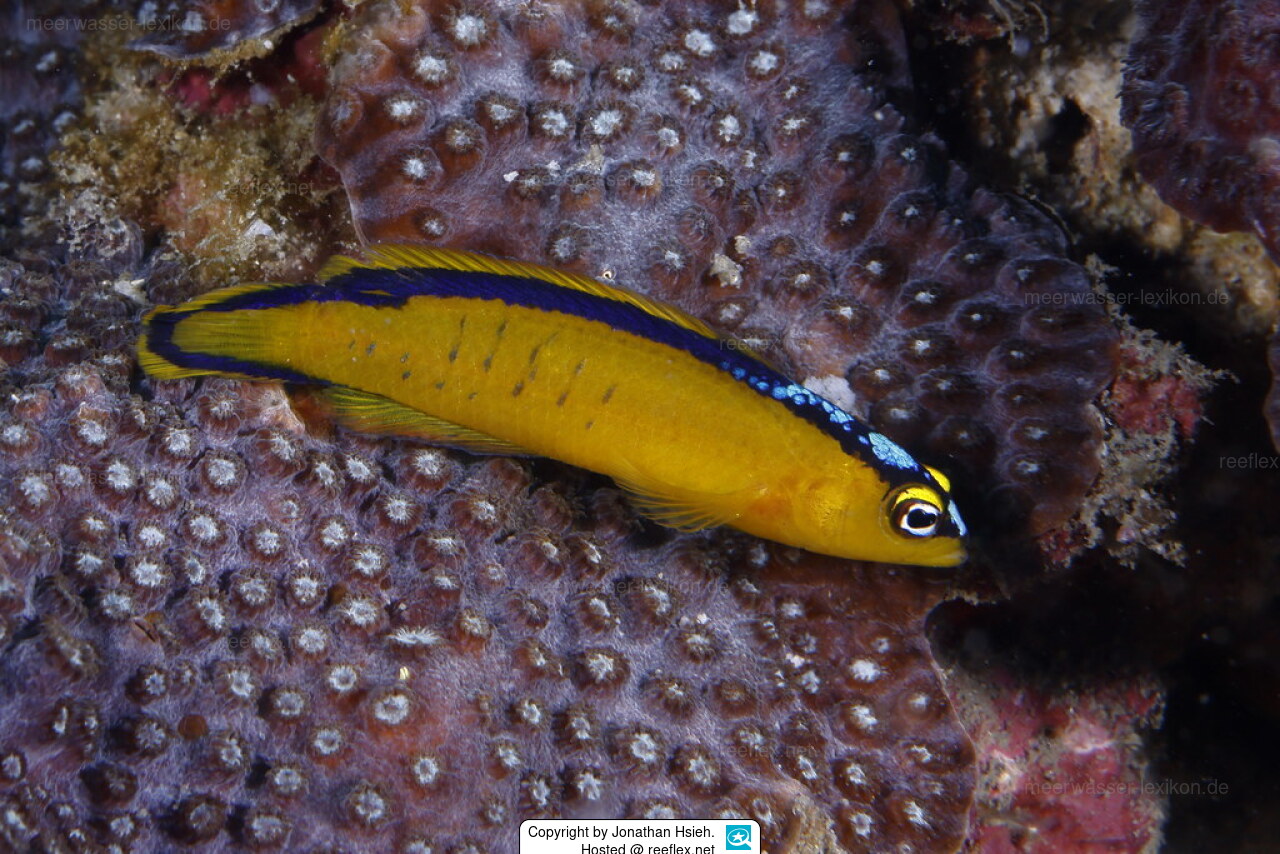 Rare Red Margin Dottyback
