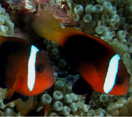 Cinnamon Clownfish Bonded Pair Size(Show Female & Small Male): Show 3" and above S 1.5" to 2.5"