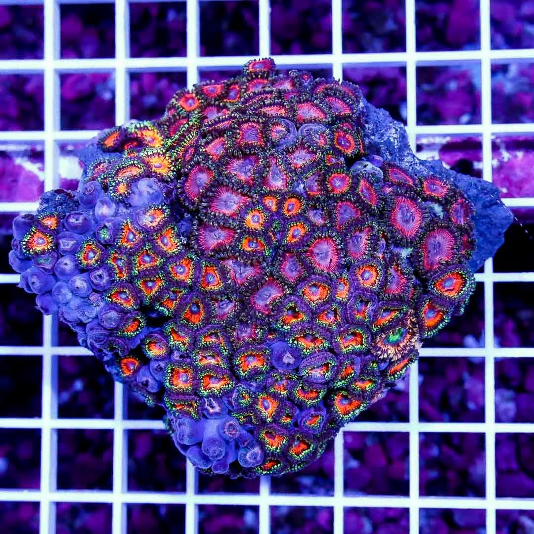 Ultra Aussie Big Pink Gold Palythoa Mother Colony UABPGPMC022705 WYSIWYG