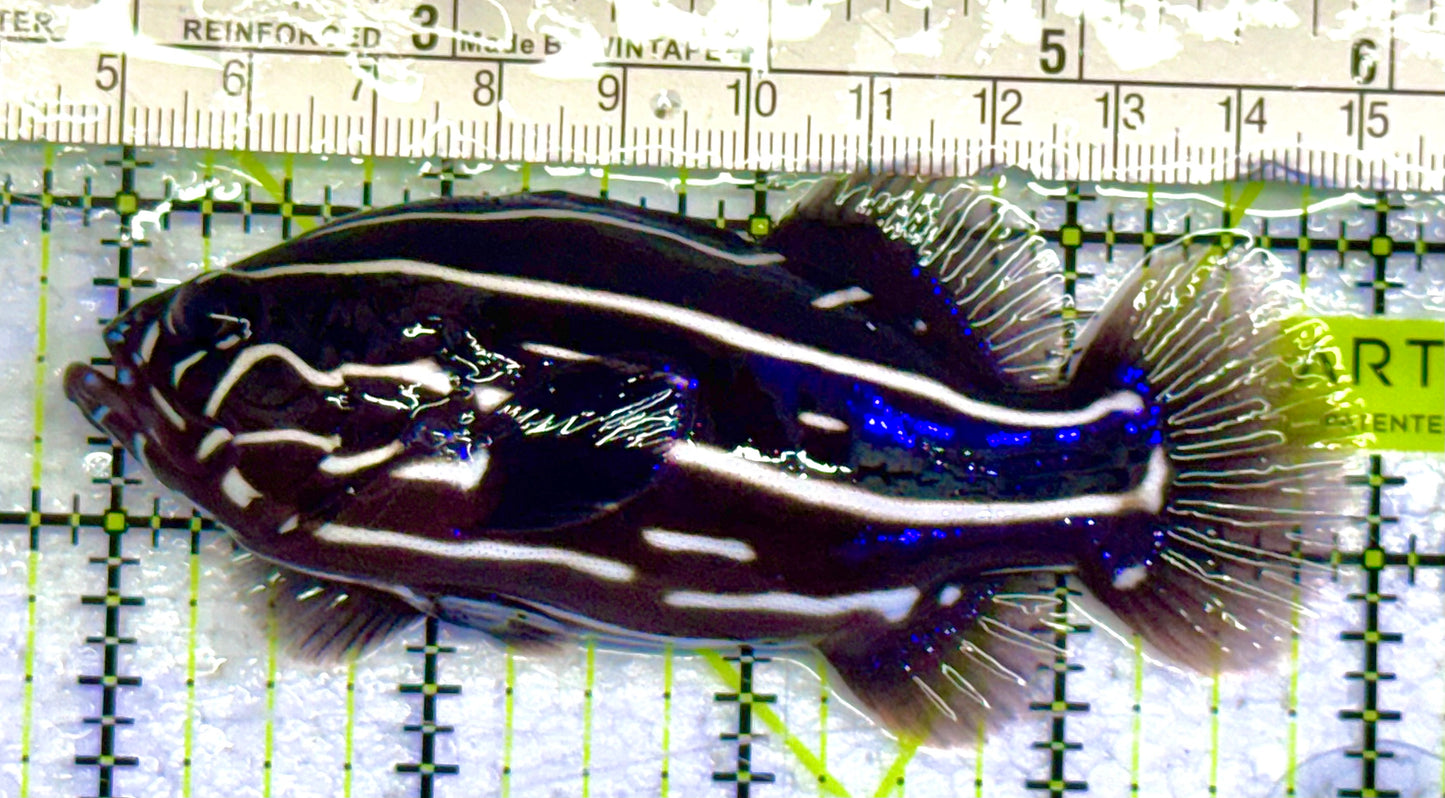 Six-Lined Soapfish SLS032701 WYSIWYG Size: ML 4" approx