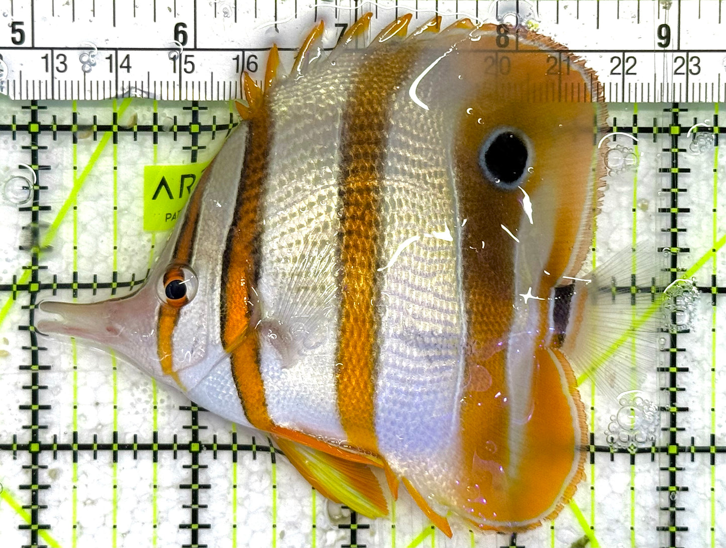 Copperband Butterflyfish CB033104 WYSIWYG Size: ML 4" approx