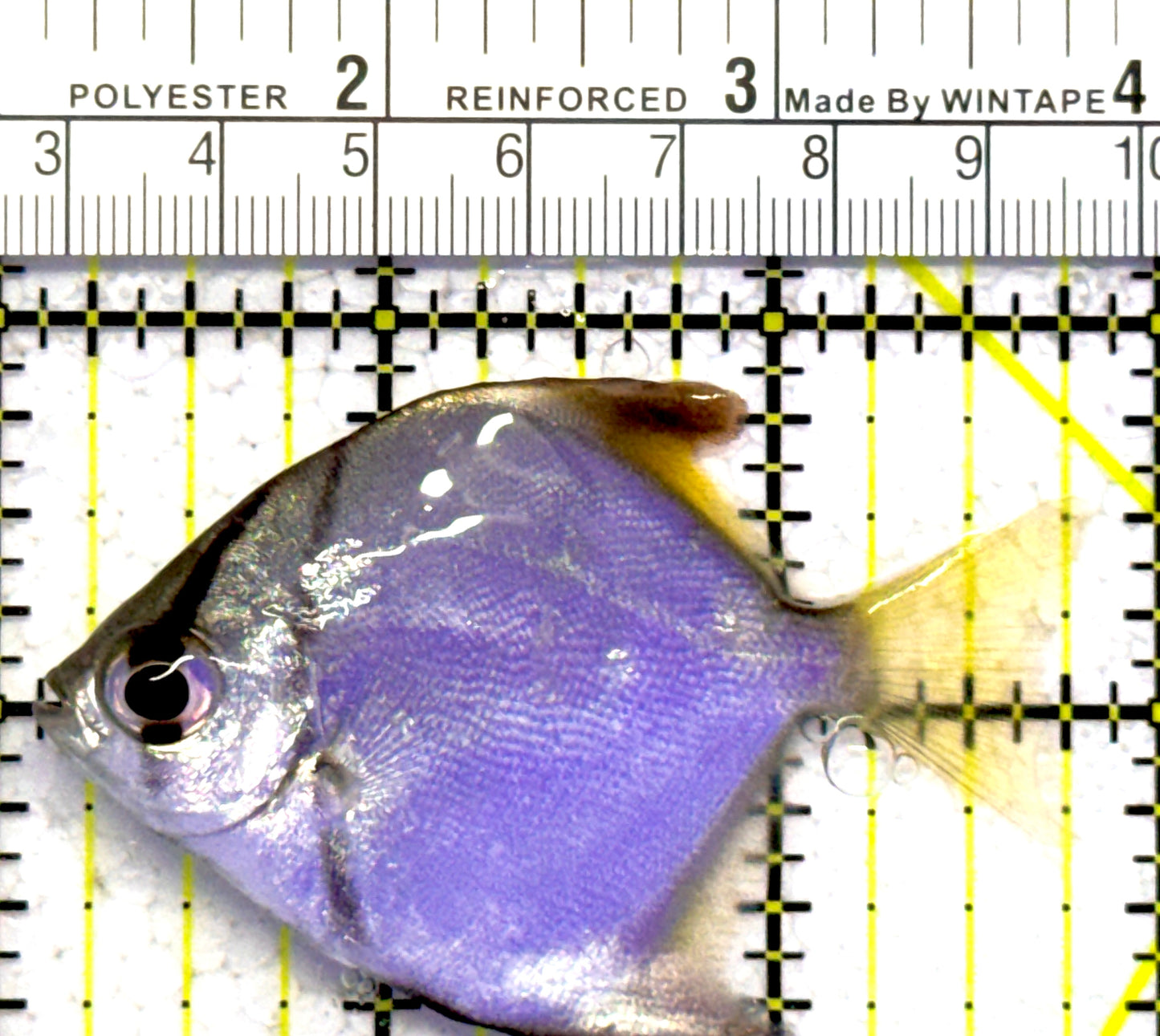 Mono Angelfish MA122602 WYSIWYG Size: ML 2.75" approx