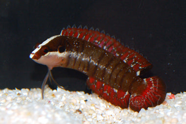Rare Indo Barred Longfin Basslet