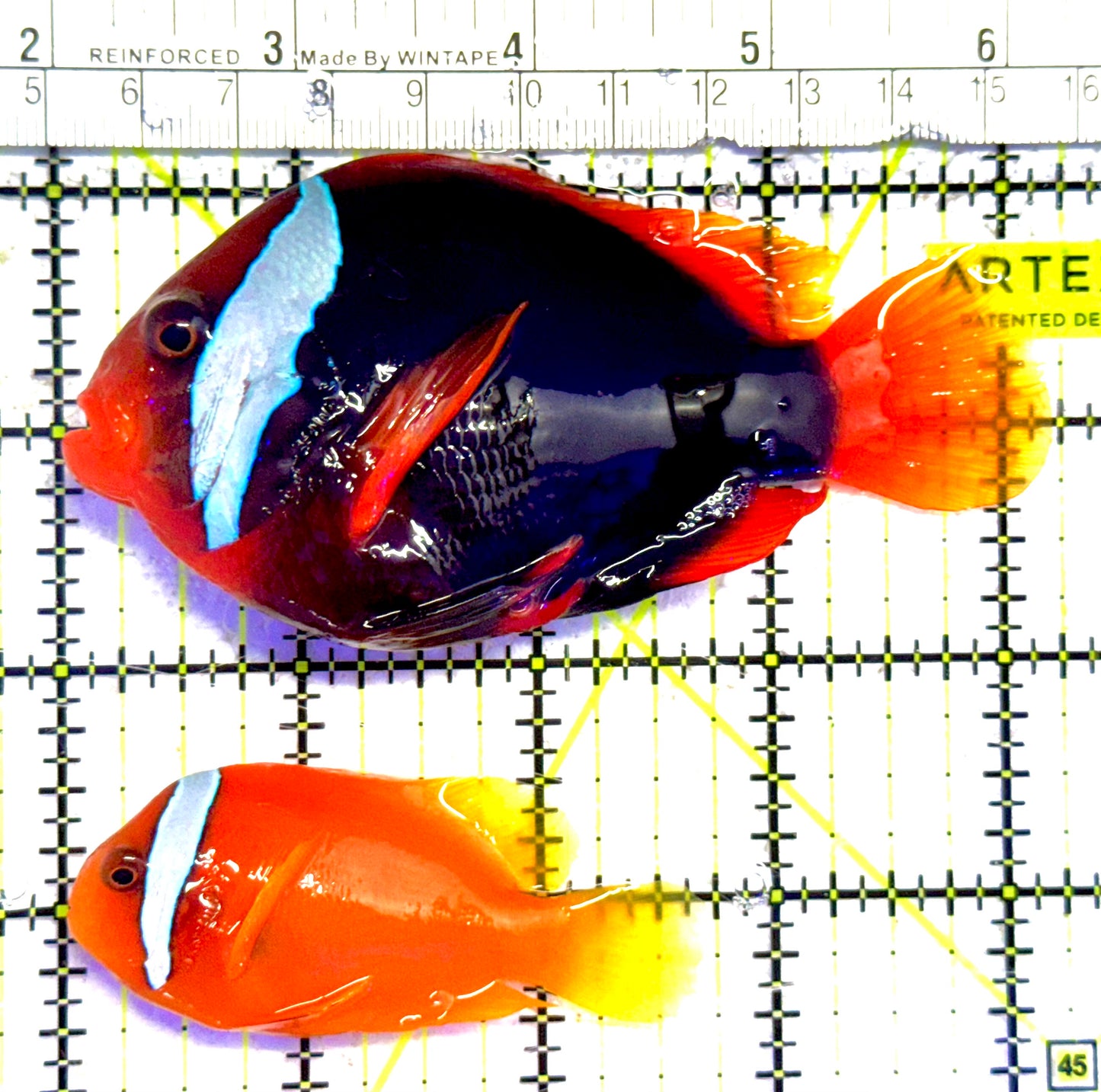 Cinnamon Clownfish Wild Caught Pair TCWCP030202 WYSIWYG Size: Show 4.25" approx