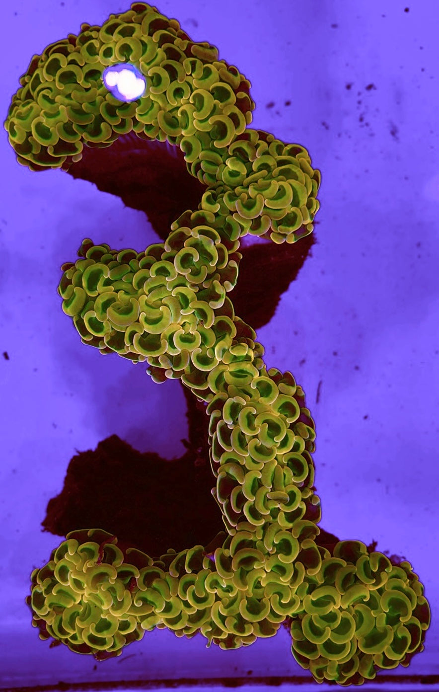 Solomon Islands Golden Wall Hammer Colony WYSIWYG GWH113002 Size: Approx 6.5" (top to bottom)