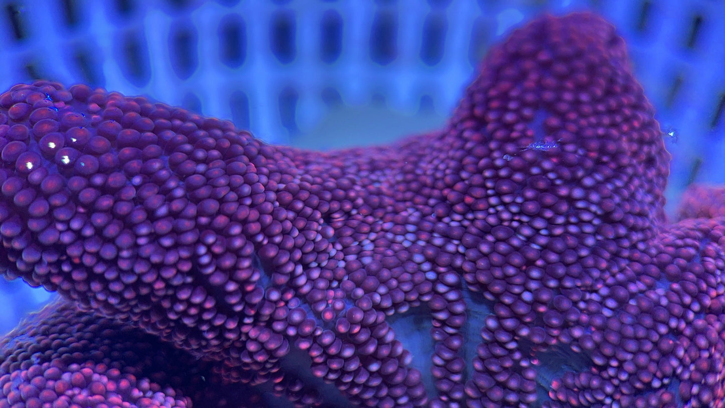 Aussie Red/Purple Carpet Anemone Size: M 3" to 5" WYSIWYG