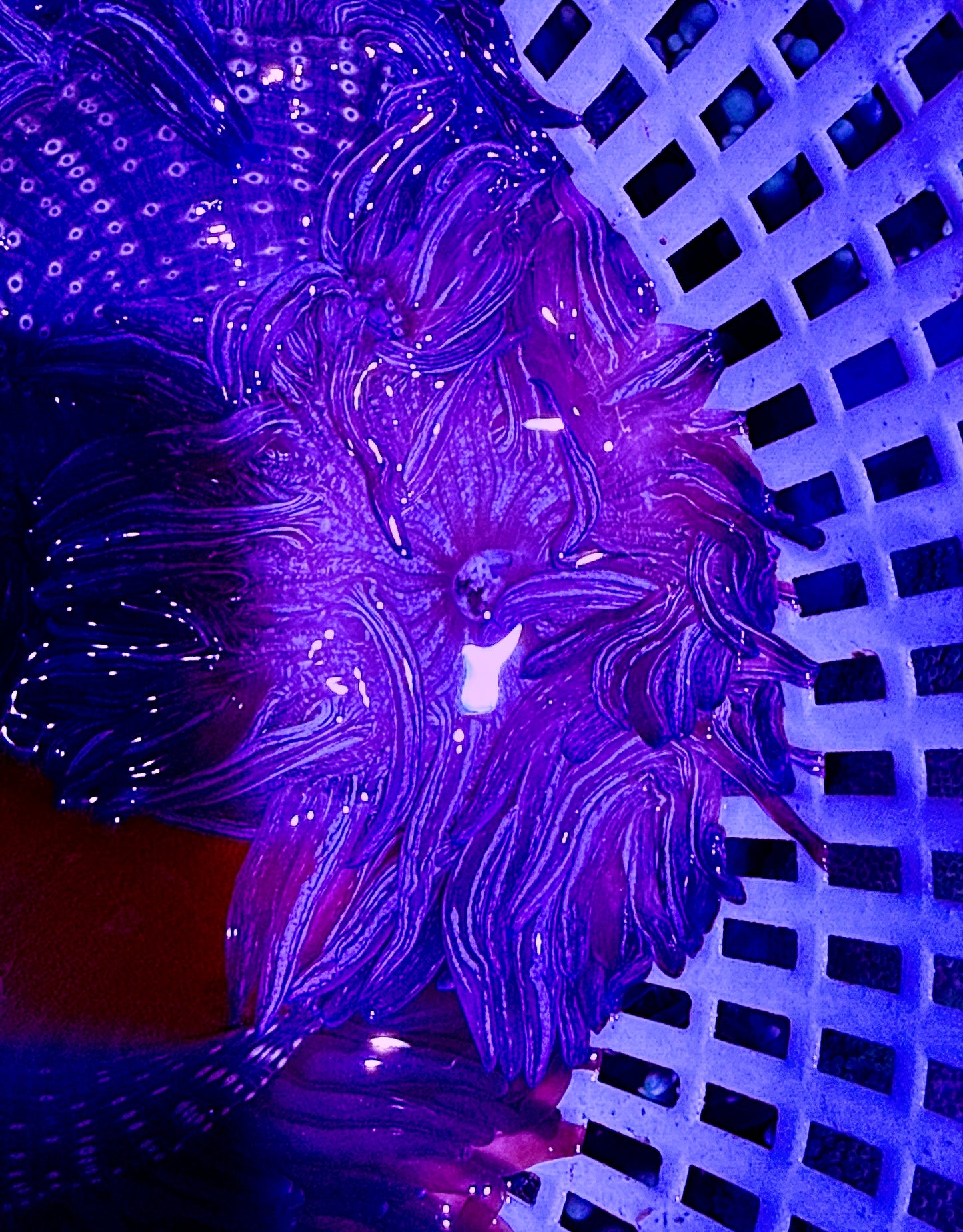 Purple Peppermint Long Tentacle Anemone PPLTA062601 WYSIWYG Size: S 2" to 3"