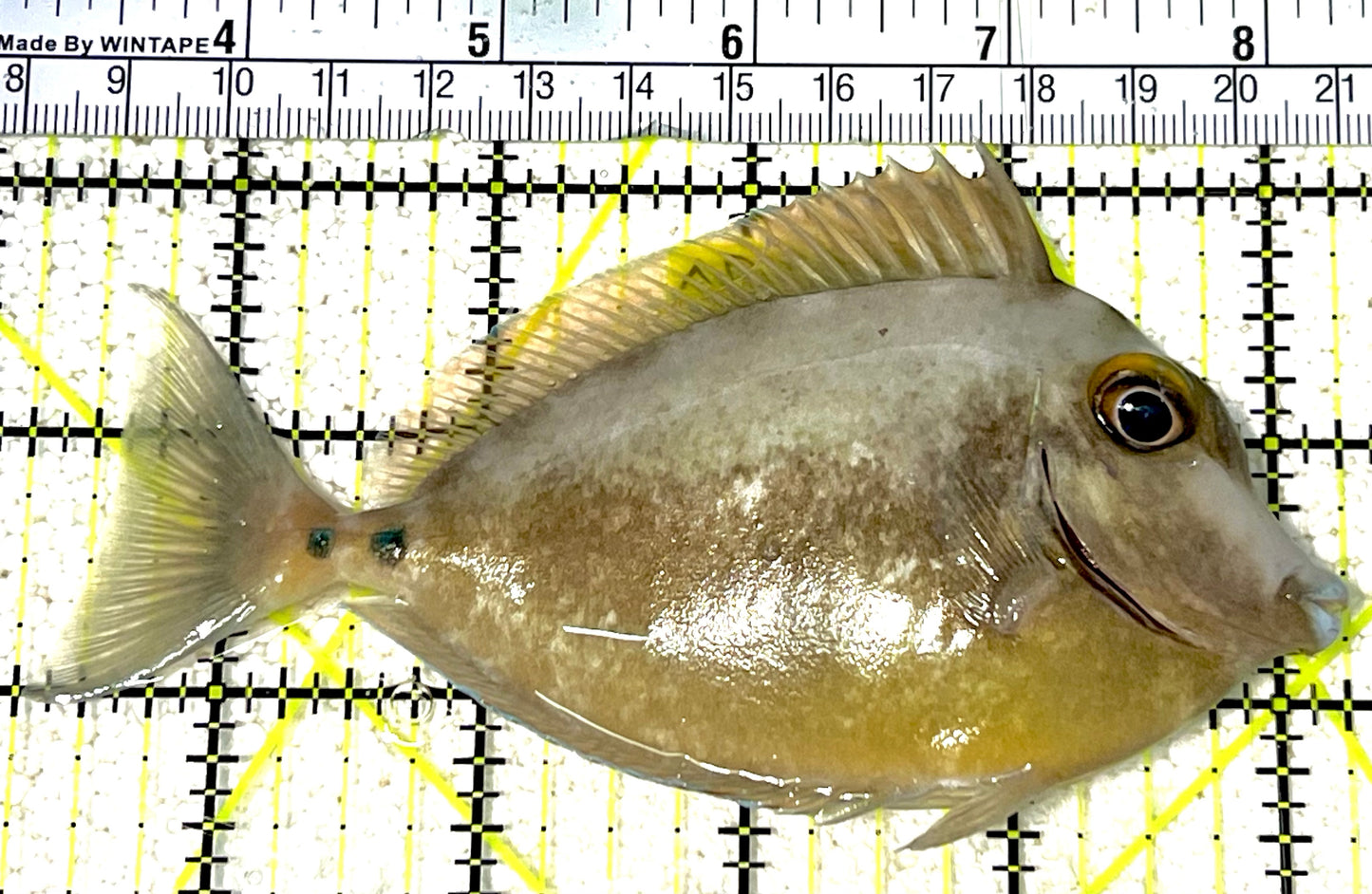 Unicorn Tang UT032102 WYSIWYG Size: ML 5" approx