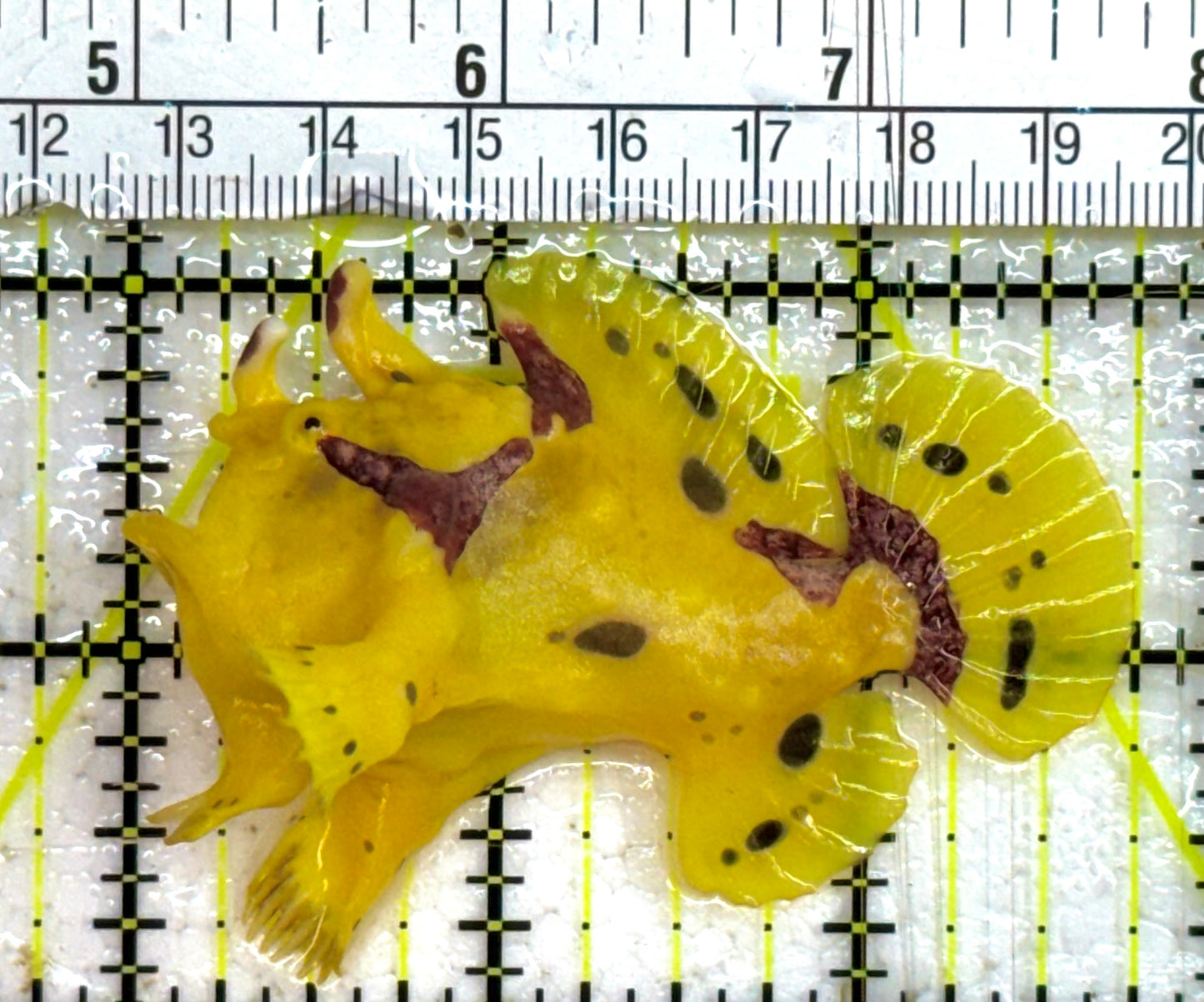 Yellow, Pink Warty Angler YPWA032601 WYSIWYG Size: M 2.75" approx