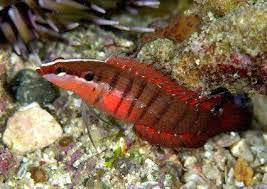 Rare Indo Barred Longfin Basslet