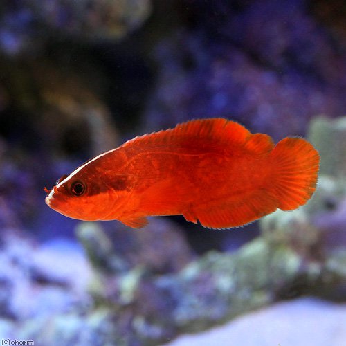 Rare Red Podge Soapfish