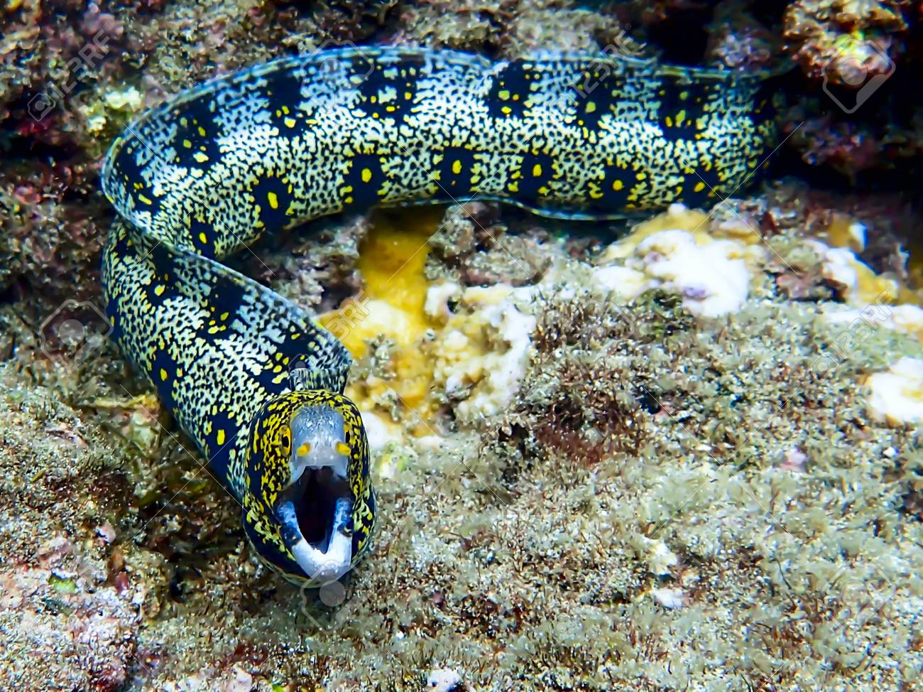 Snowflake Eel