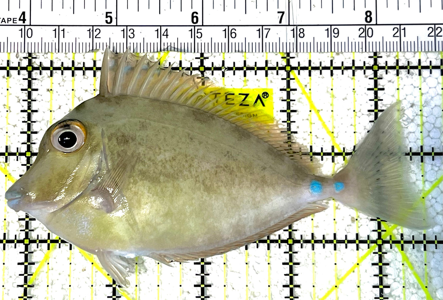 Unicorn Tang UT032101 WYSIWYG Size: ML 4.5" approx