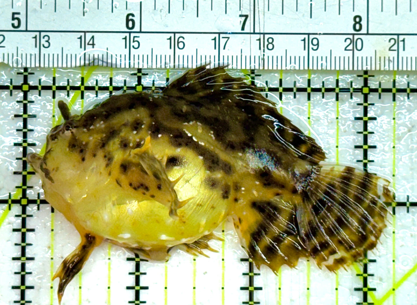 Sargassum Angler SA032601 WYSIWYG Size: M 3.25" approx