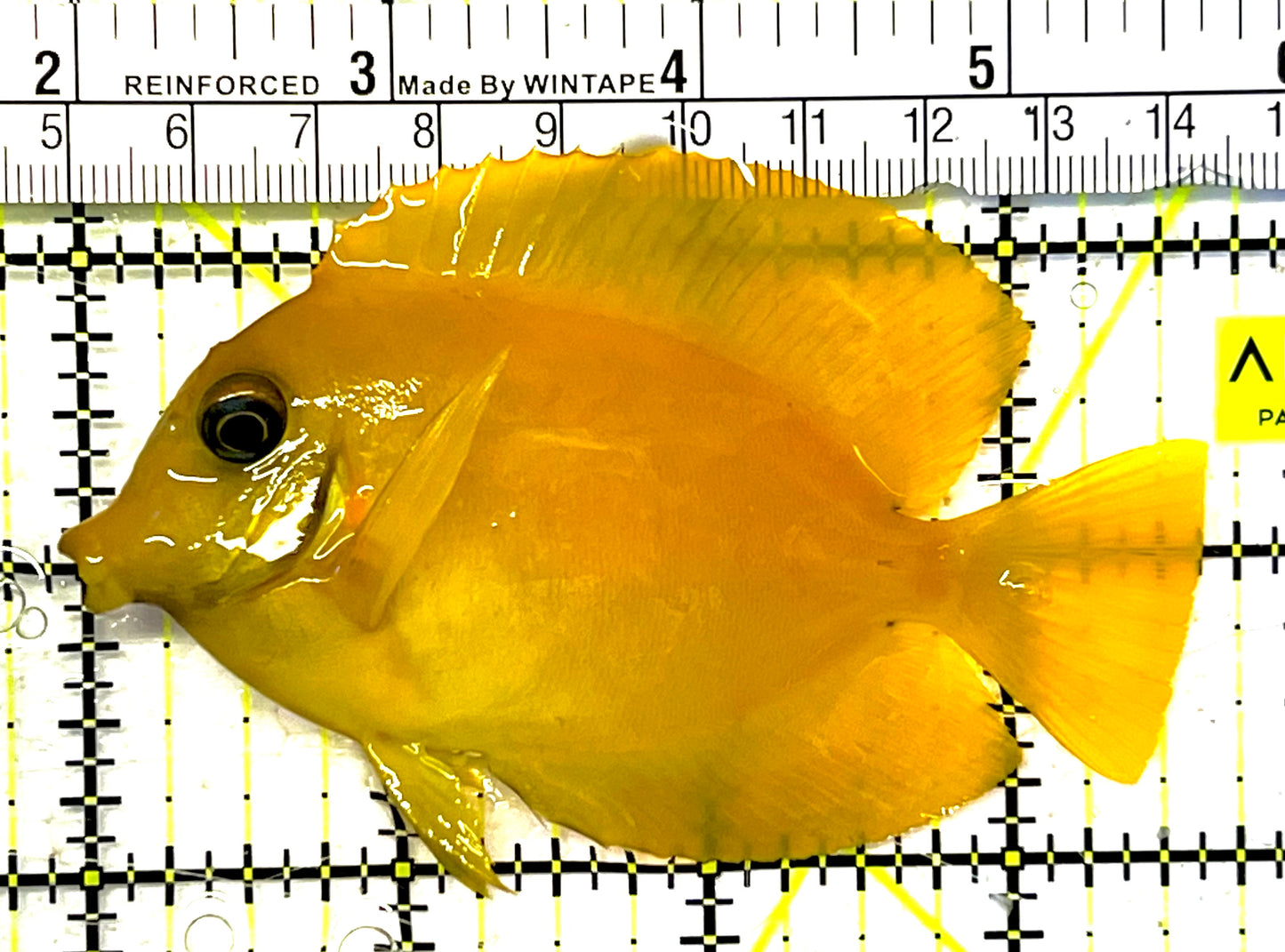 Yellow Mimic Tang (Chocolate Tang When it is Adult) YMT032002 WYSIWYG Size: M 3.75" approx
