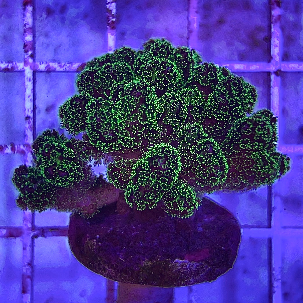 Aquacultured Toxic Pocillopora Size: S 0.5" to 0.75" Diameter Approx