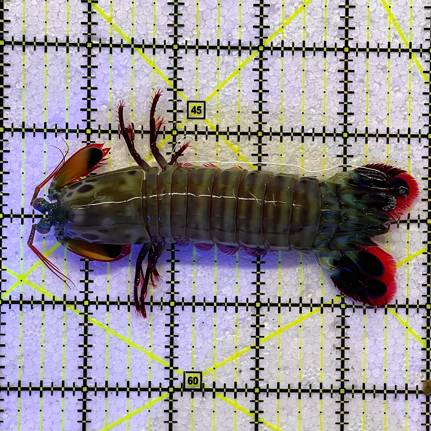 Mantis Shrimp Size: L 4.25" WYSIWYG MTS112305