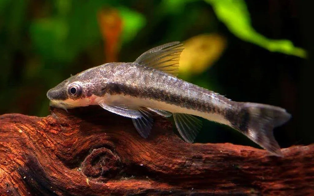 Otocinclus