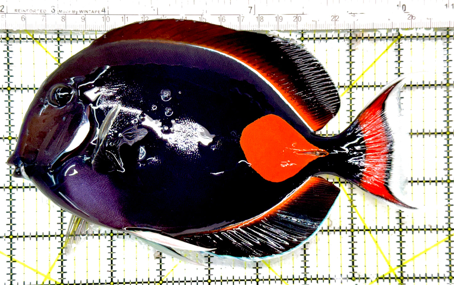 Achilles Tang AT040501 WYSIWYG Size: XXL 8.25" approx