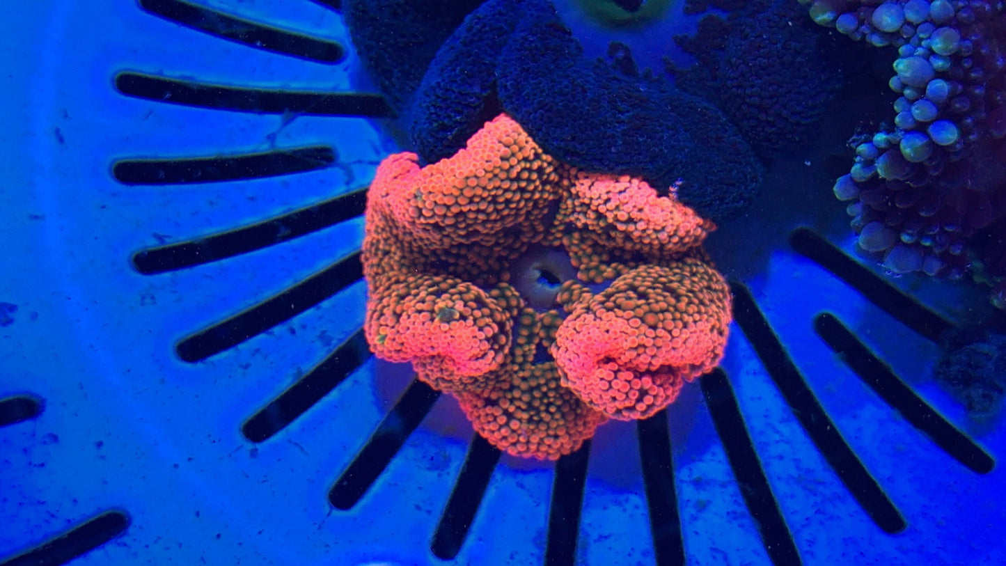Aussie Rainbow Carpet Anemone Size: S 2" to 4" WYSIWYG