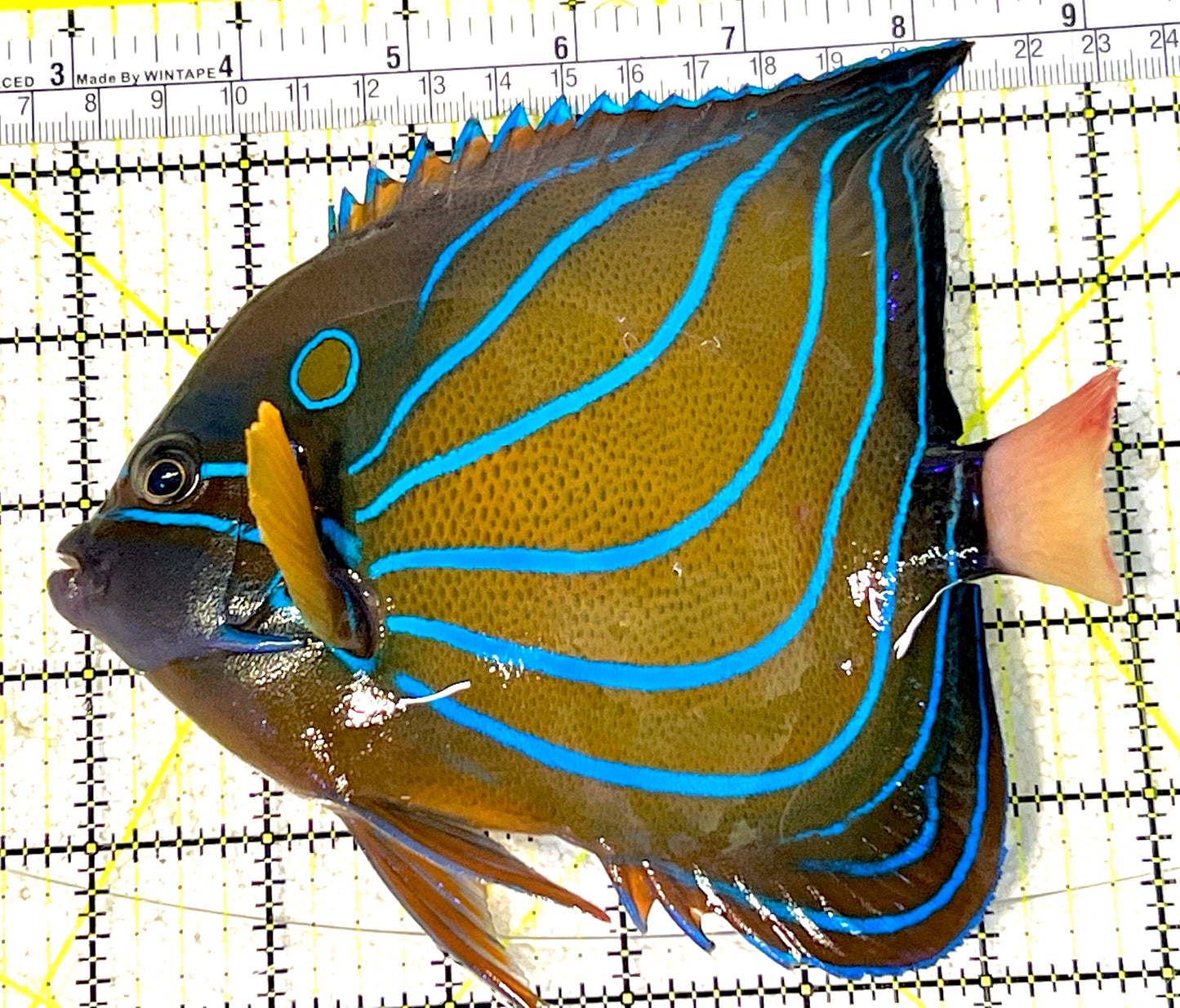 Blue Ring Angelfish Adult BRAA032001 WYSIWYG Size: L 6.25" approx