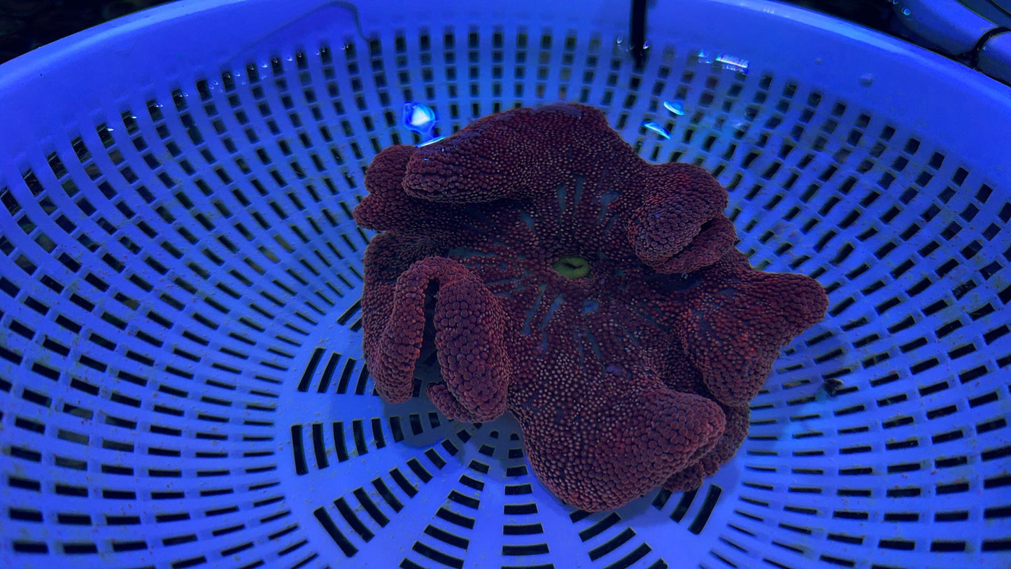 Aussie Red/Purple Carpet Anemone Size: M 3" to 5" WYSIWYG