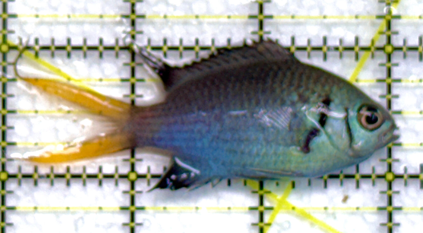 Yellowtail Double Bar Chromis YDBC040102 WYSIWYG Size: M 3" approx