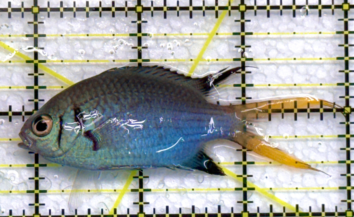 Yellowtail Double Bar Chromis YDBC040102 WYSIWYG Size: M 3" approx