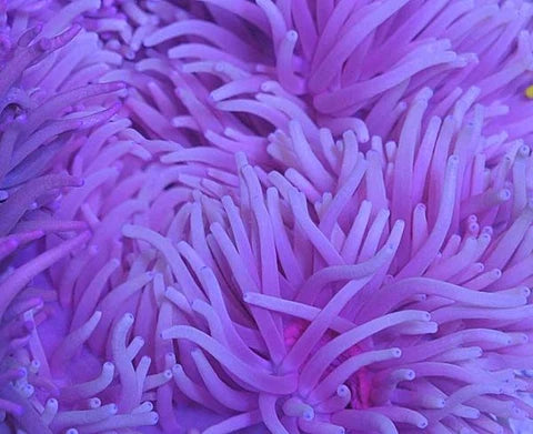 Purple Ritteri Anemone (Maldives Import) - Violet Aquarium 