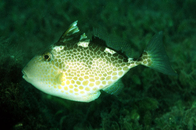 Starry Triggerfish Size: L 4" to 5"