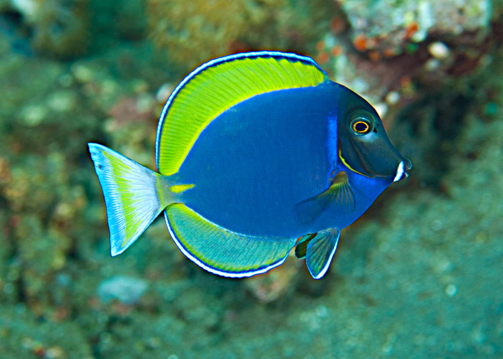 Powder Blue x Gold Rim Tang (Hybrid) Size: ML 3" to 4"