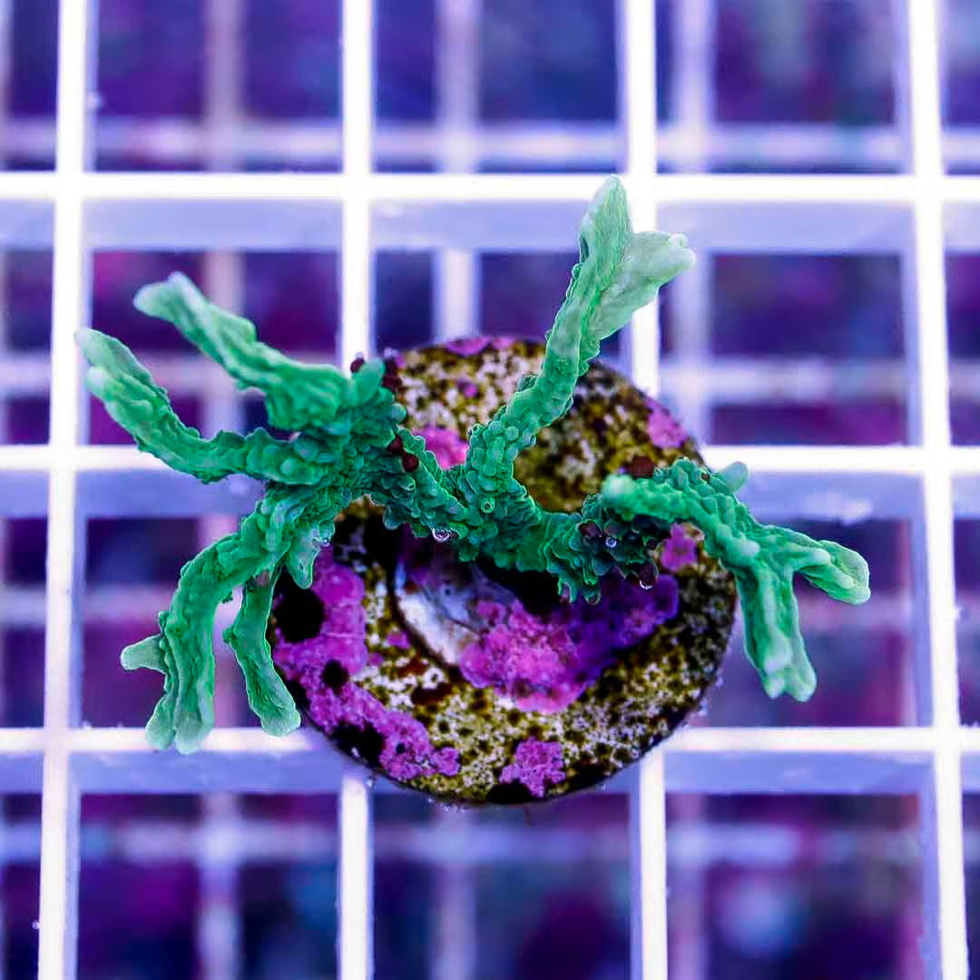 WWC Montipora Hirusuta Frag WYSIWYG MHI111601