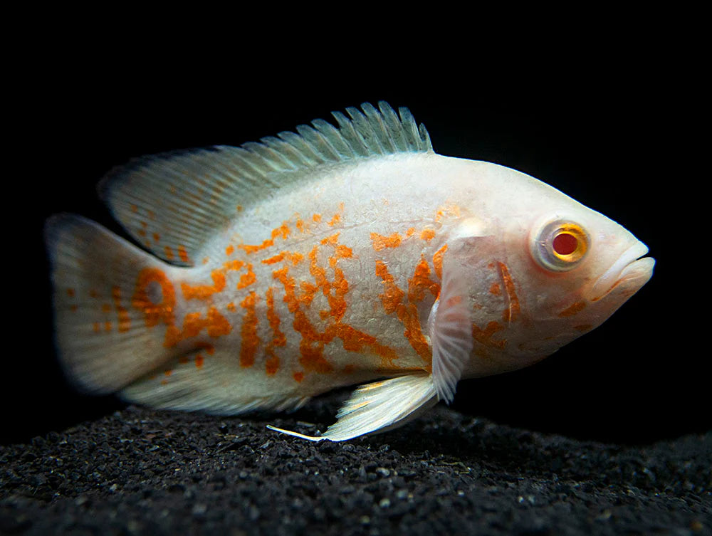 Oscar Albino Tiger Size: M 3.75" to 4"