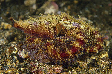Prickly/Algae Octopus Size: M 3" to 6" When Tentacles are Spread