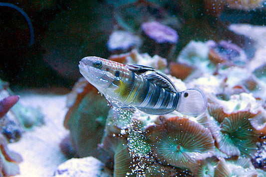 Banded Sleeper Goby - Violet Sea Fish and Coral