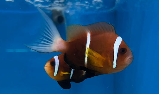 Rare Oman Clownfish Size: Tiny 0.5" to 1" Grade A