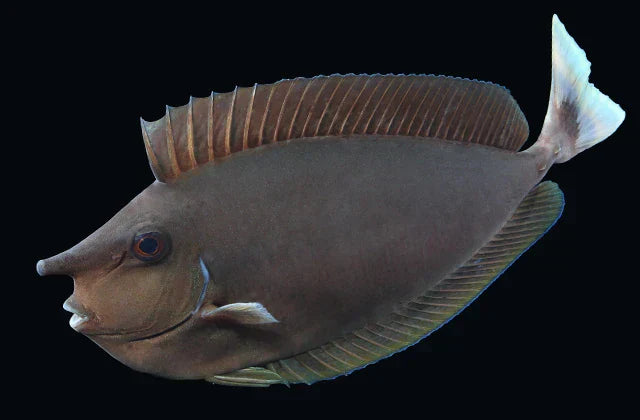 Longnose Spotted Unicorn Tang Size: Tiny 2" and Below