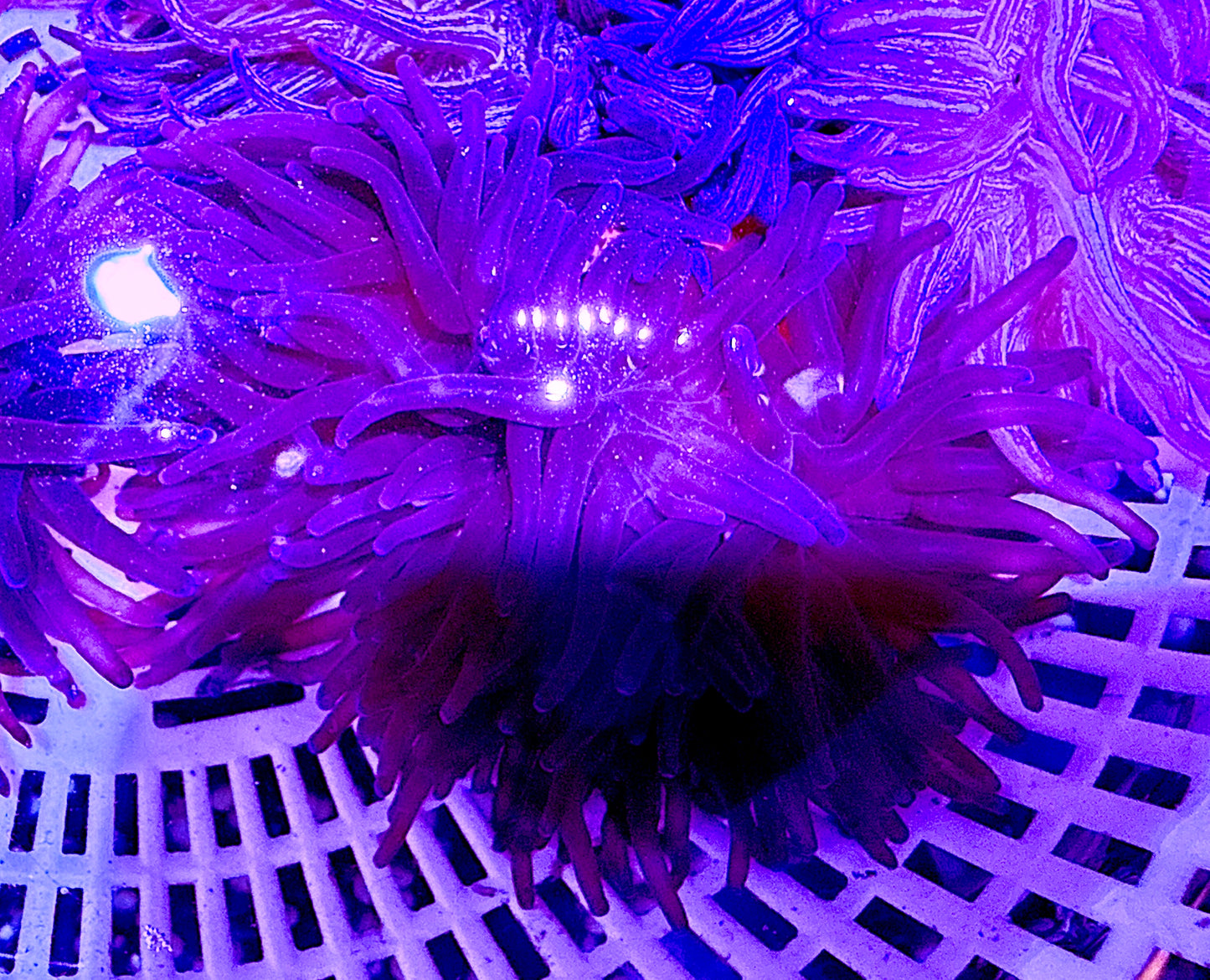 Purple Long Tentacle Anemone PPLTA062603 WYSIWYG Size: S 2" to 3"