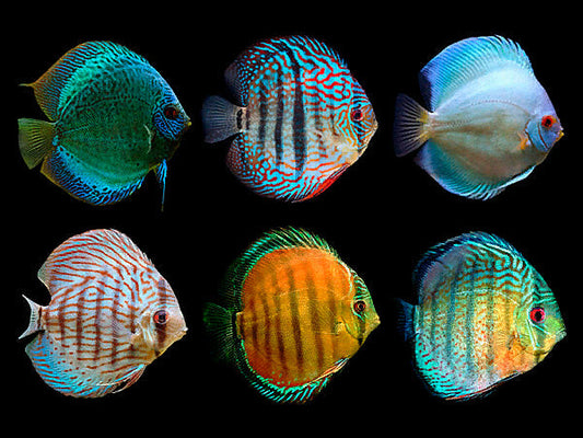 Discus Assorted(Maldives) Size: S 1" to 2"