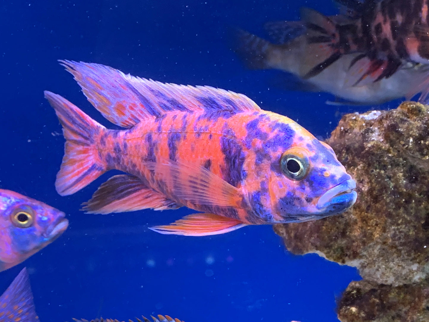 OB Peacock Cichlid