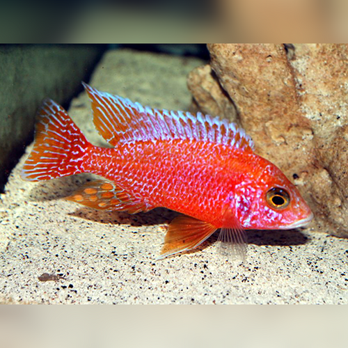 Strawberry Peacok Cichlid Size: 3" to 4"