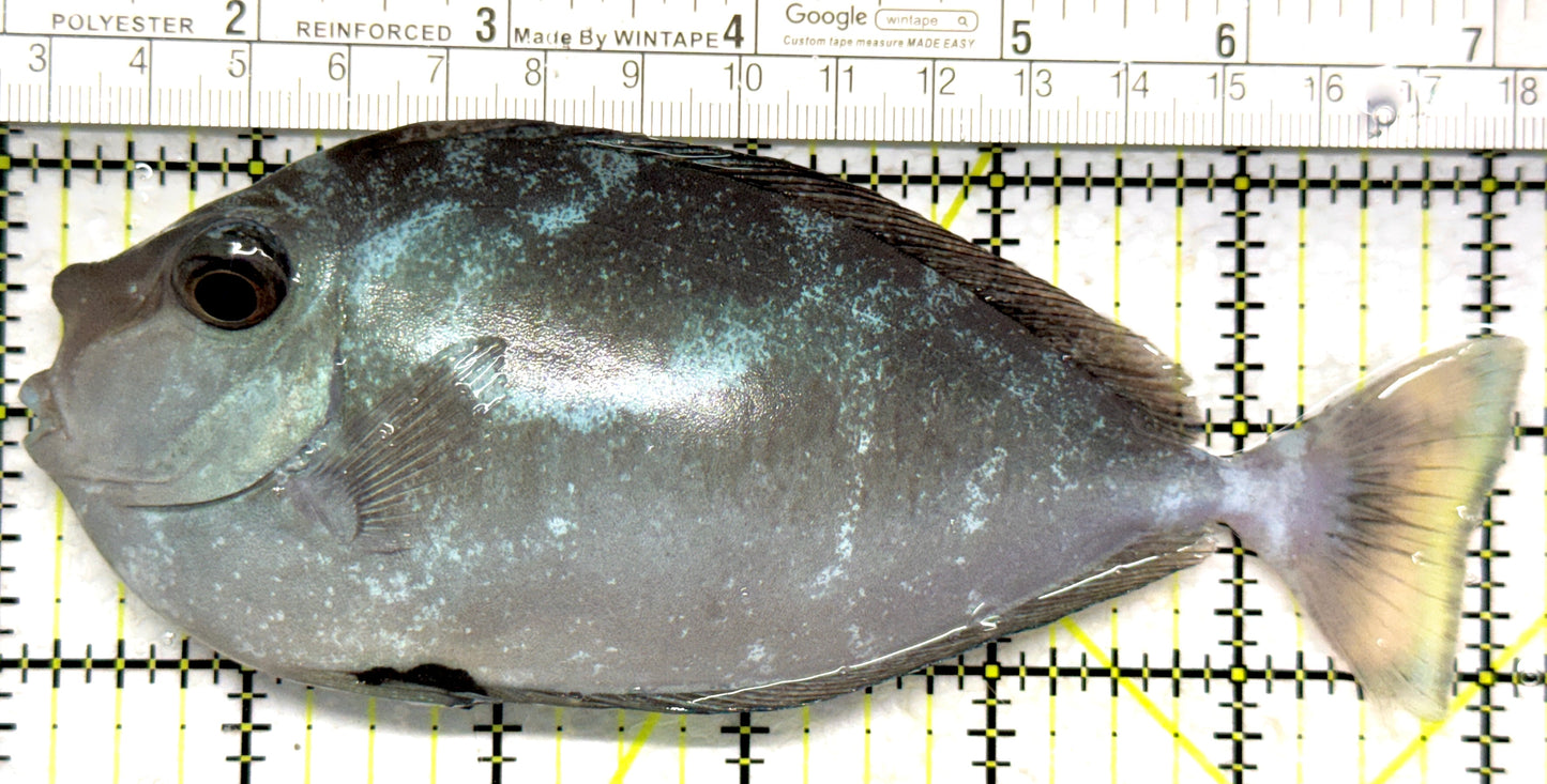 Unicorn Tang UT102801 WYSIWYG Size: L 6" approx