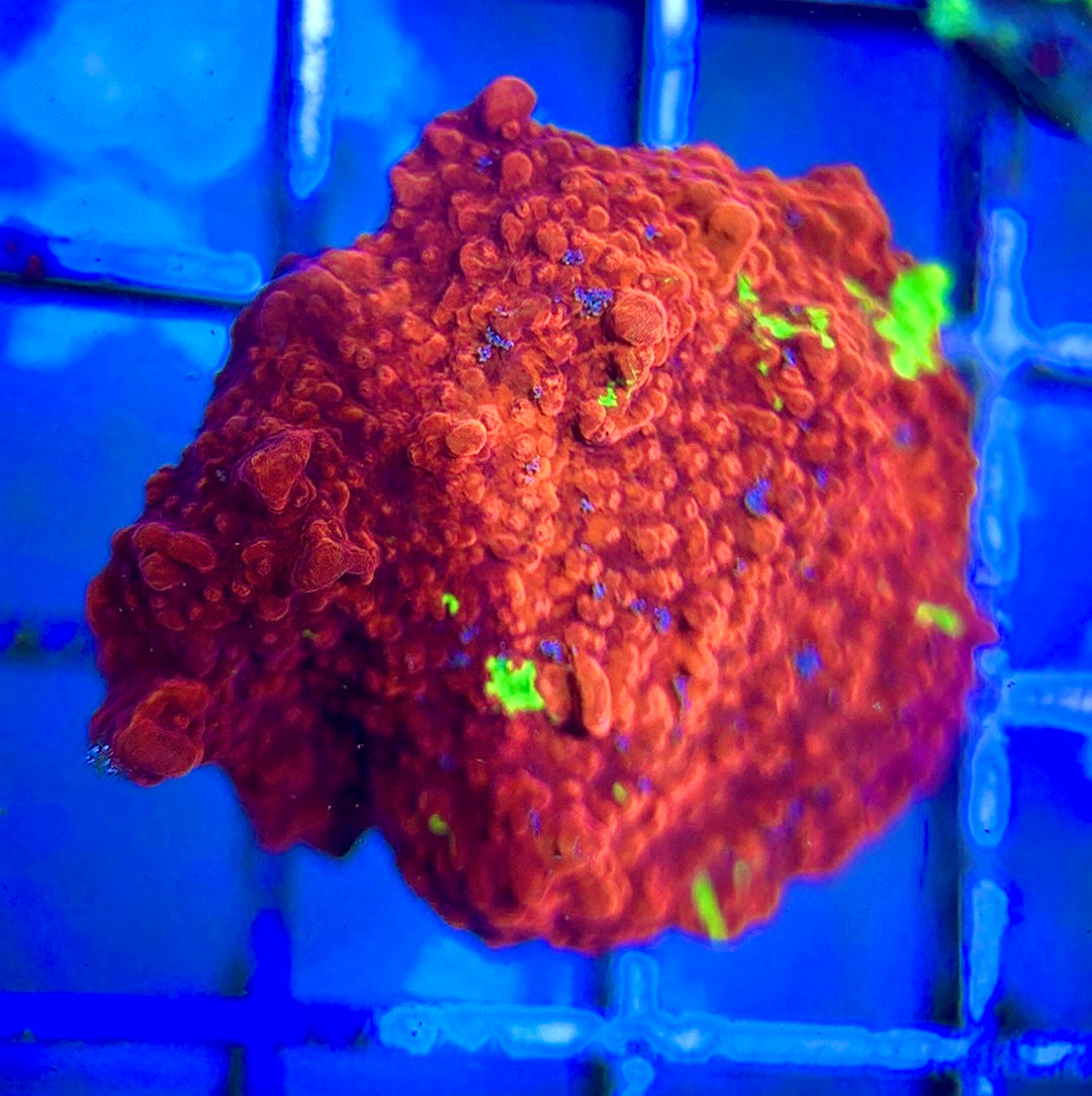 Red and Green Grafted Montipora RGGM042202 WYSIWYG