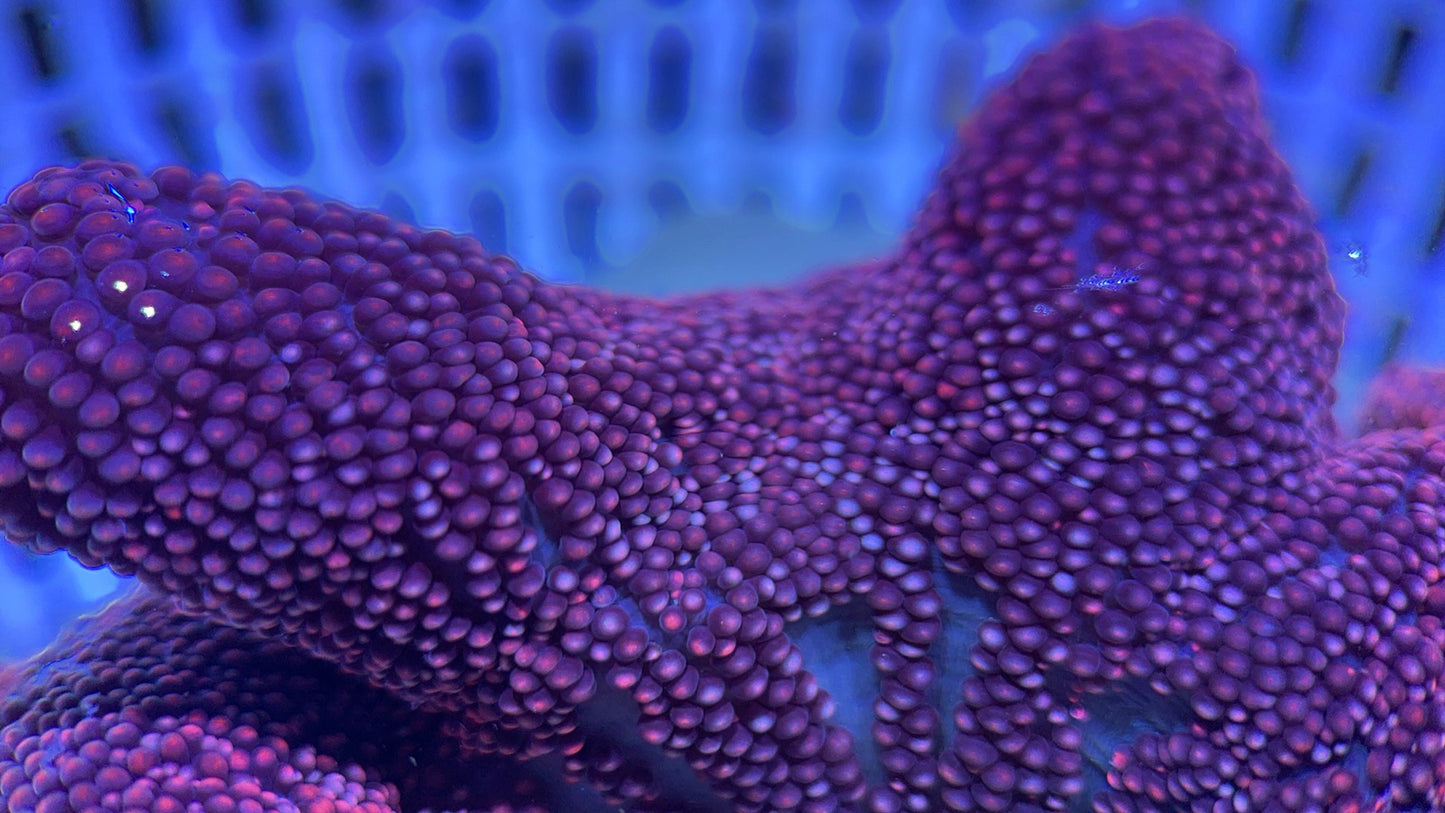 Aussie Red/Purple Carpet Anemone Size: M 3" to 5" WYSIWYG