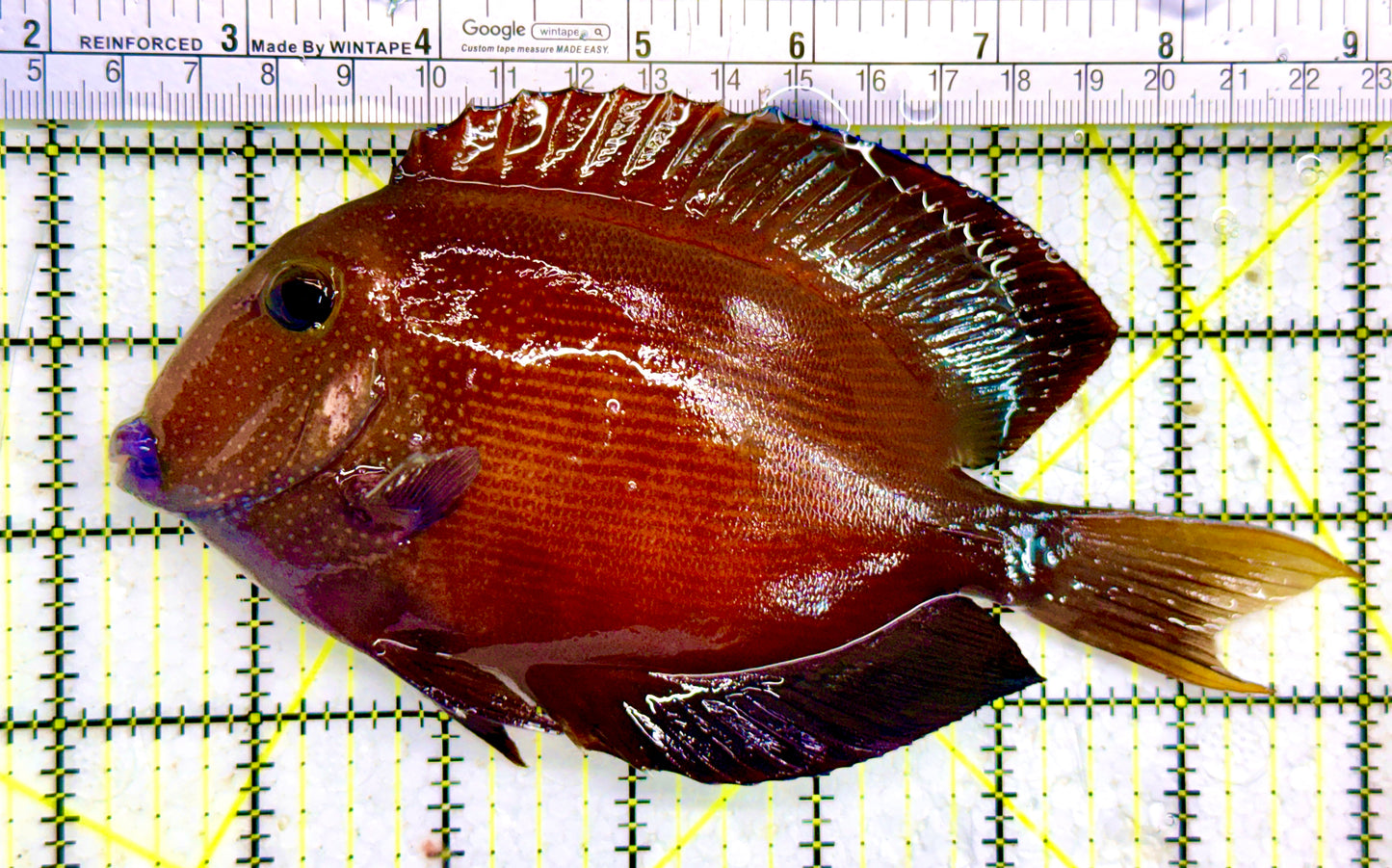 White Tail Yellow Eye Kole Bristletooth Tang (Christmas Island Variant) WYSIWYG WT122601 Size: XXL/SHOW 6" and Above